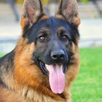 Working German Shepherd Valko