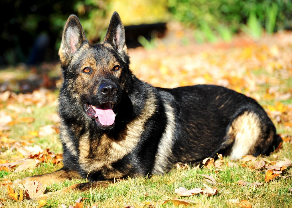 German Shepherd Protection Dog Danny platz
