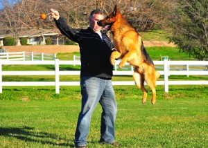Protection Dog Blax jumping for ball