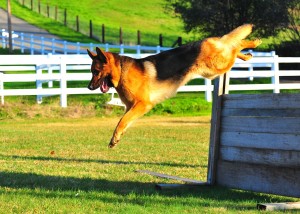 German Shepherd Henrico Jumping Wall