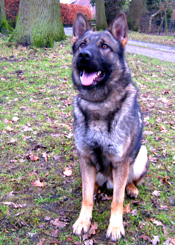 German Shepherd Watch Dogs Core Conditioning for Your German Shepherd