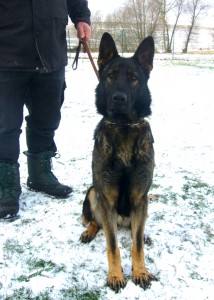 Telia looking forward | German Shepherds for Sale