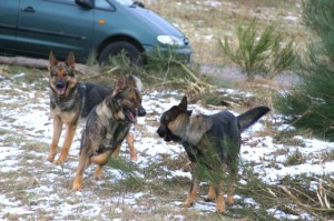 Trained german shepherds for sale | Teila playing with dogs