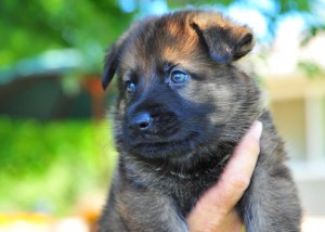 German Shepherd Puppy