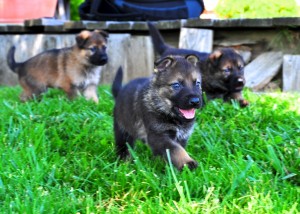 Puppies running  425