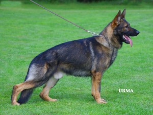 German Shepherd Protection Dog - Chrischa