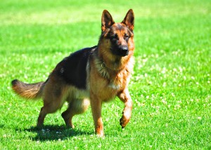 Dogs suffering from hip dysplasia article