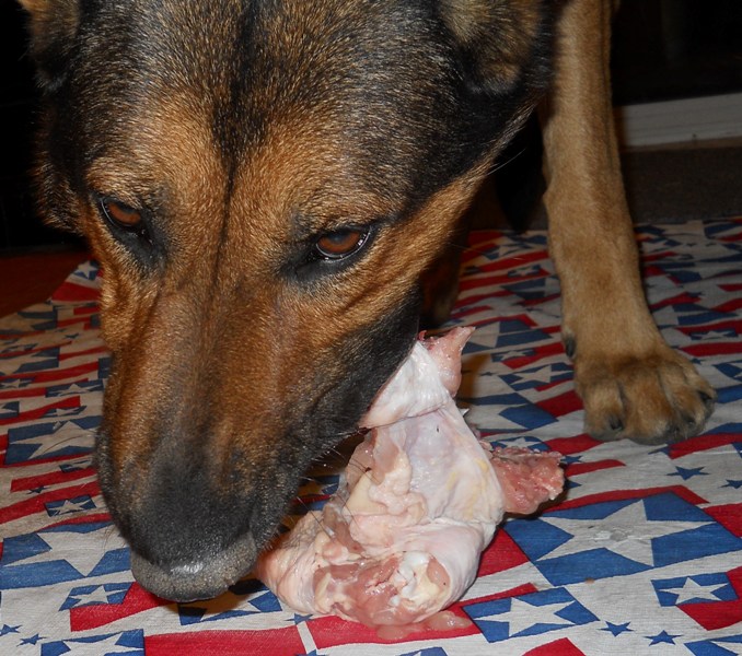 are german shepard dogs good with chickens