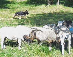 Tehillah's Dangi von Hader Hof tending his flock of sheep