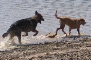 Dogs playing in the water at a park