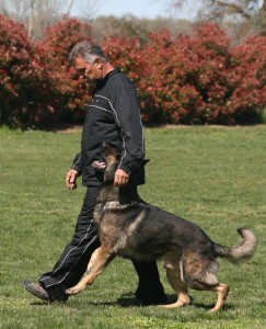 John and Bruno heeling their way to a 96-point obedience score.