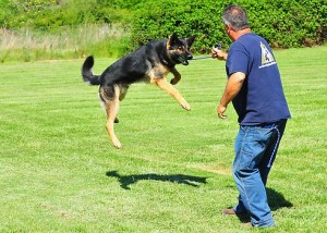 Using a toy as a reward in training