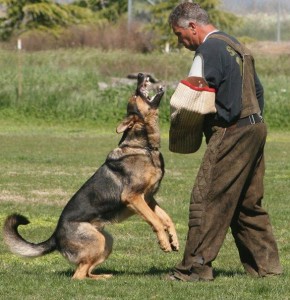 John Riboni working a German Shepherd Dog during a club trial.