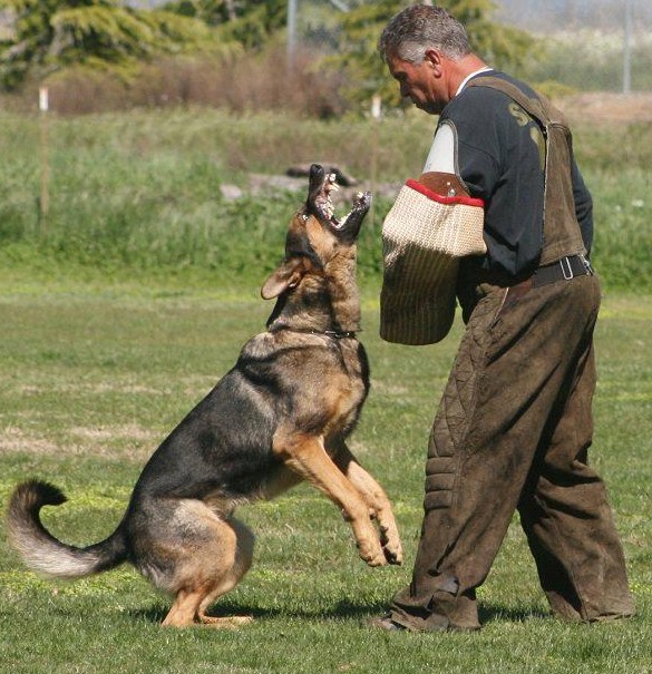 how to train a guard dog at home