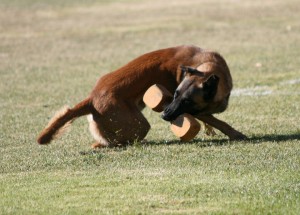 Luigi displaying his enthusiasm, drive, and athleticism during the dumbbell retrieve.