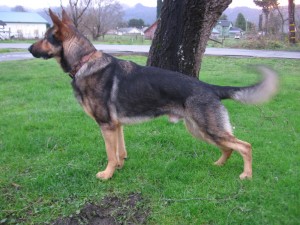 Dog Temperament - Alert German Shepherd Watchdog