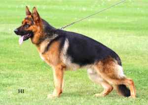 German Shepherd Protection Dogs - Executive Trained