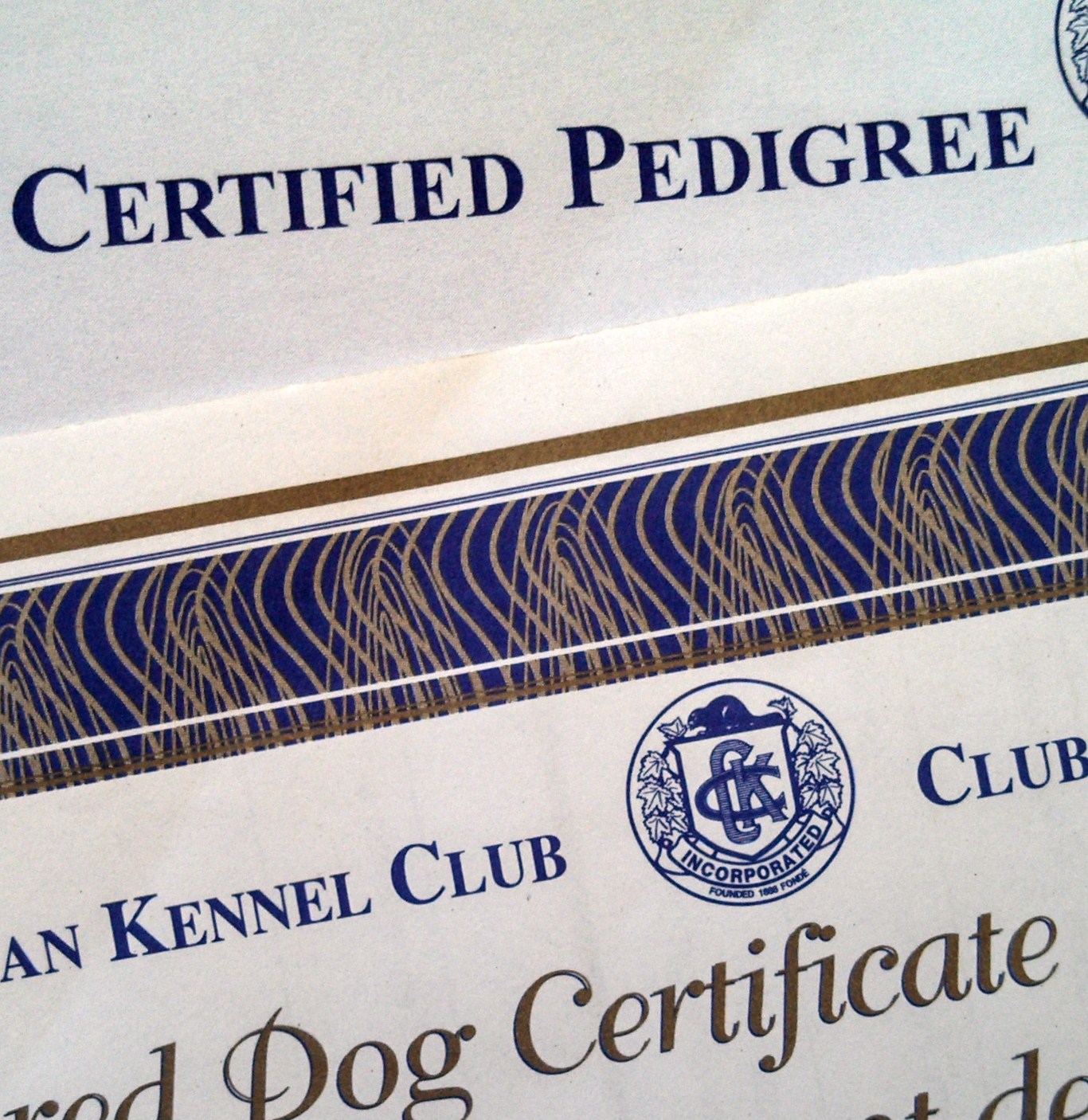 how do i register my dog as a pedigree