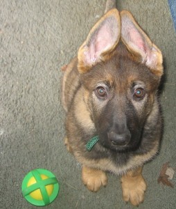 Puppy power: he can read minds!  - German Shepherd Protection Dogs for Sale