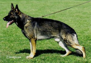 German Shepherd Protection Dogs - Executive Trained