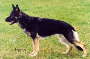 German Shepherd Protection Dogs - Executive Trained