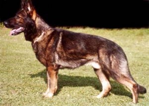 German Shepherd Protection Dogs - Executive Trained