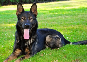 Hank Platz German Shepherd Protection Dog for Sale