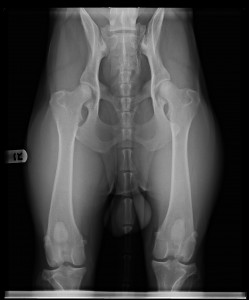 Hip xrays: OFA Good