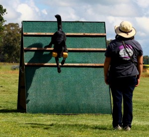 Ginna's Donna showing a nice retrieve over the wall