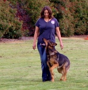Carissa and Axel displaying very attentive, harmonious heeling on their way to a 96-point, "Excellent" score in obedience.