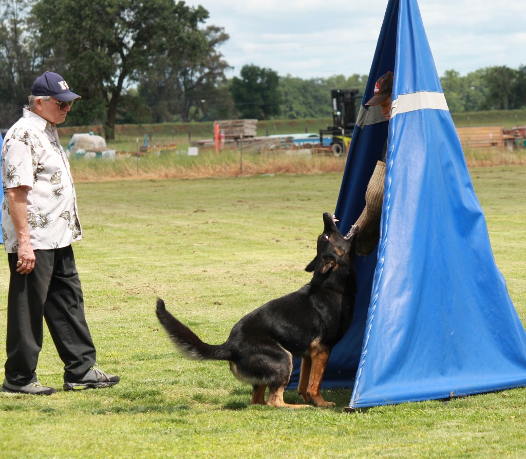 Peter's Stryke demonstrating a powerful bark and hold in the blind under Judge Ernest Hintz's watchful eye