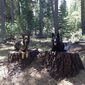 Camping with your favorite German Shepherd Watch Dogs