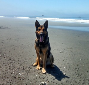 German Shepherd Watch Dog on the beach