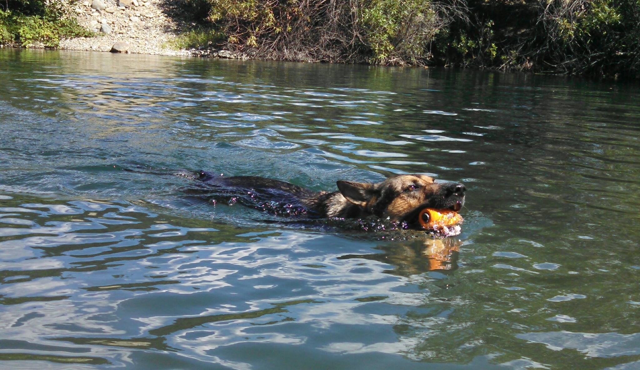 are german shepherds good water dogs