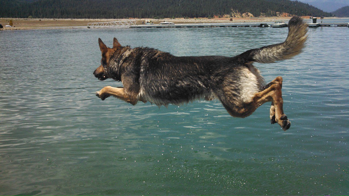 does the german shepherd dog like to swim