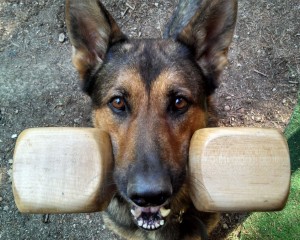 Dumbbell | German Shepherds for Sale