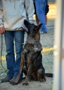 Focus | German Shepherds for Sale