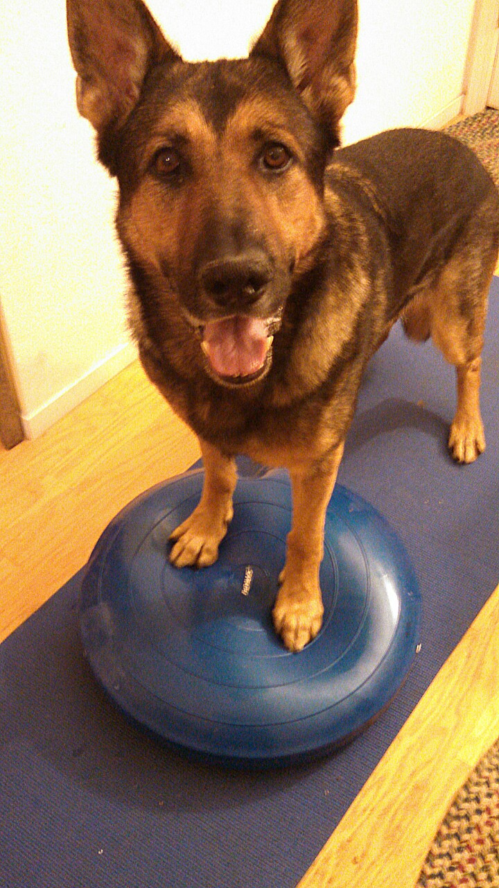 German Shepherd Watch Dogs Core Conditioning for Your German Shepherd