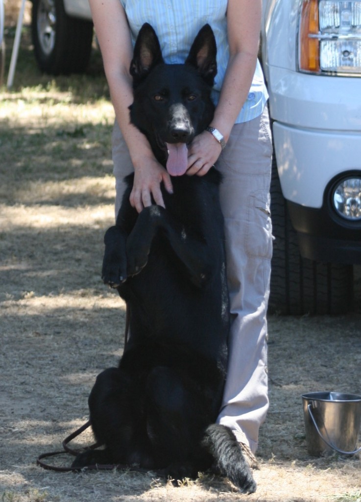 German Shepherd Watch Dogs Core Conditioning for Your German Shepherd