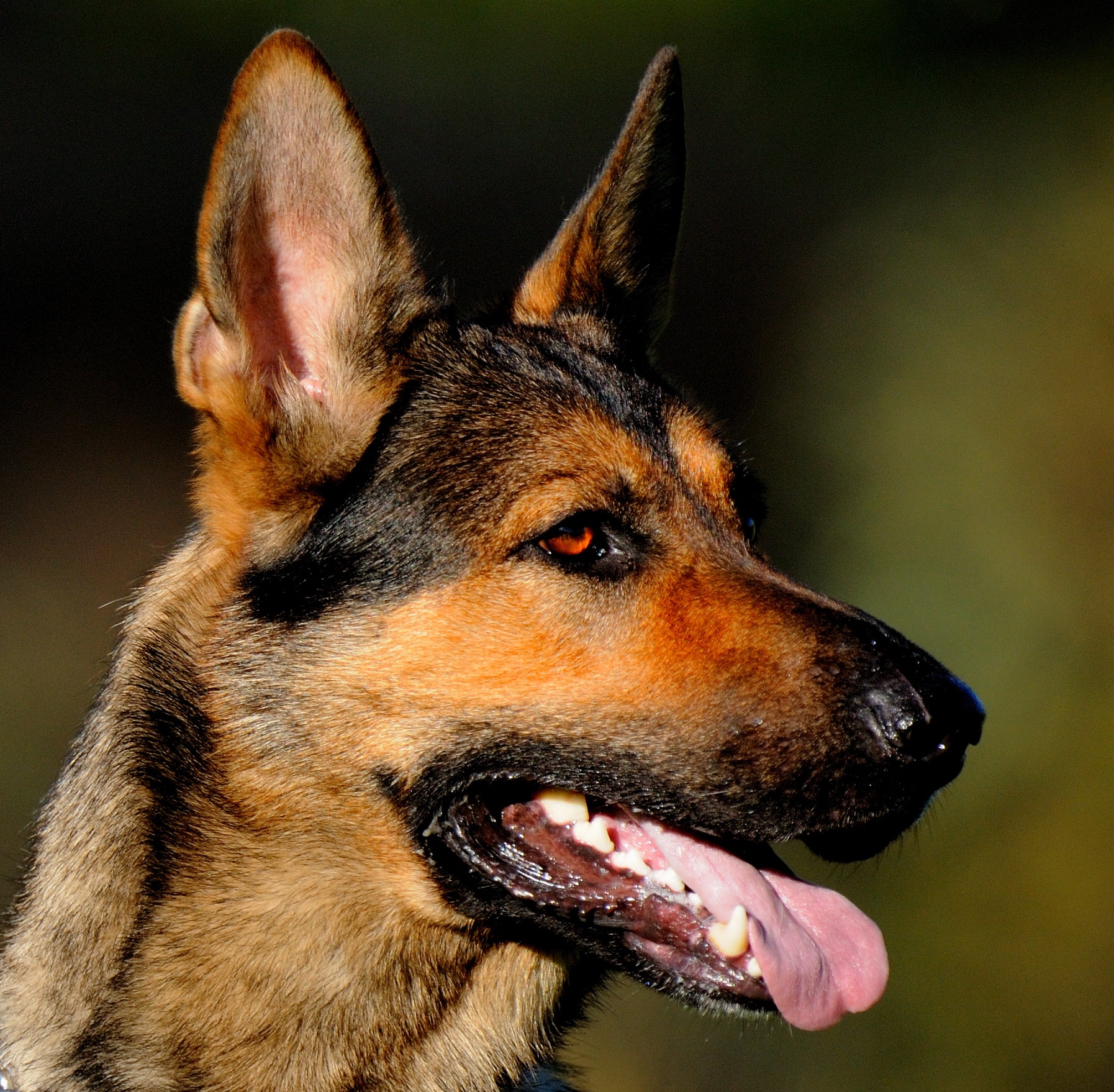 German Shepherd Puppy Teeth