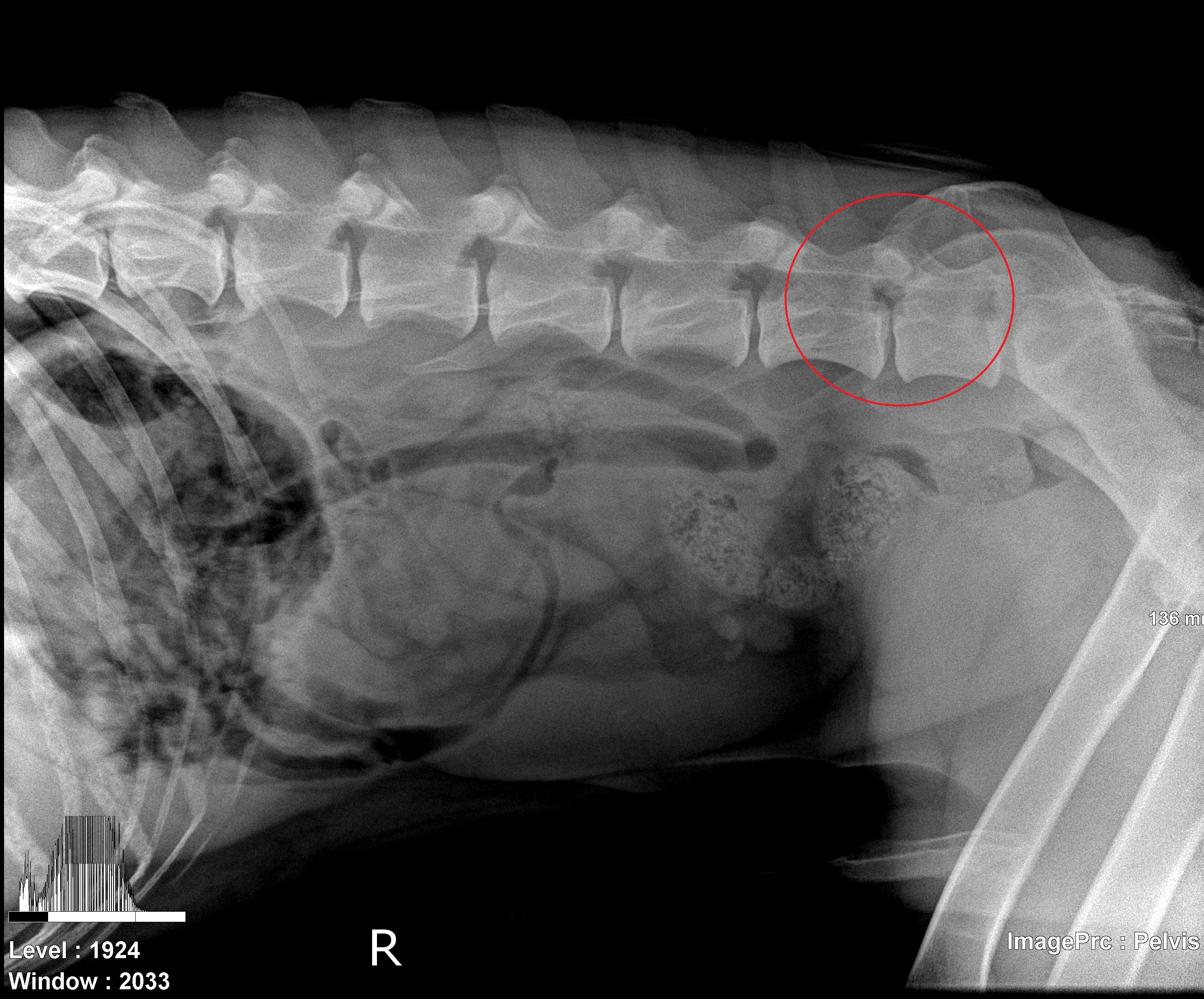 German Shepherd Watch Dogs Spinal Issues Affecting the German Shepherd