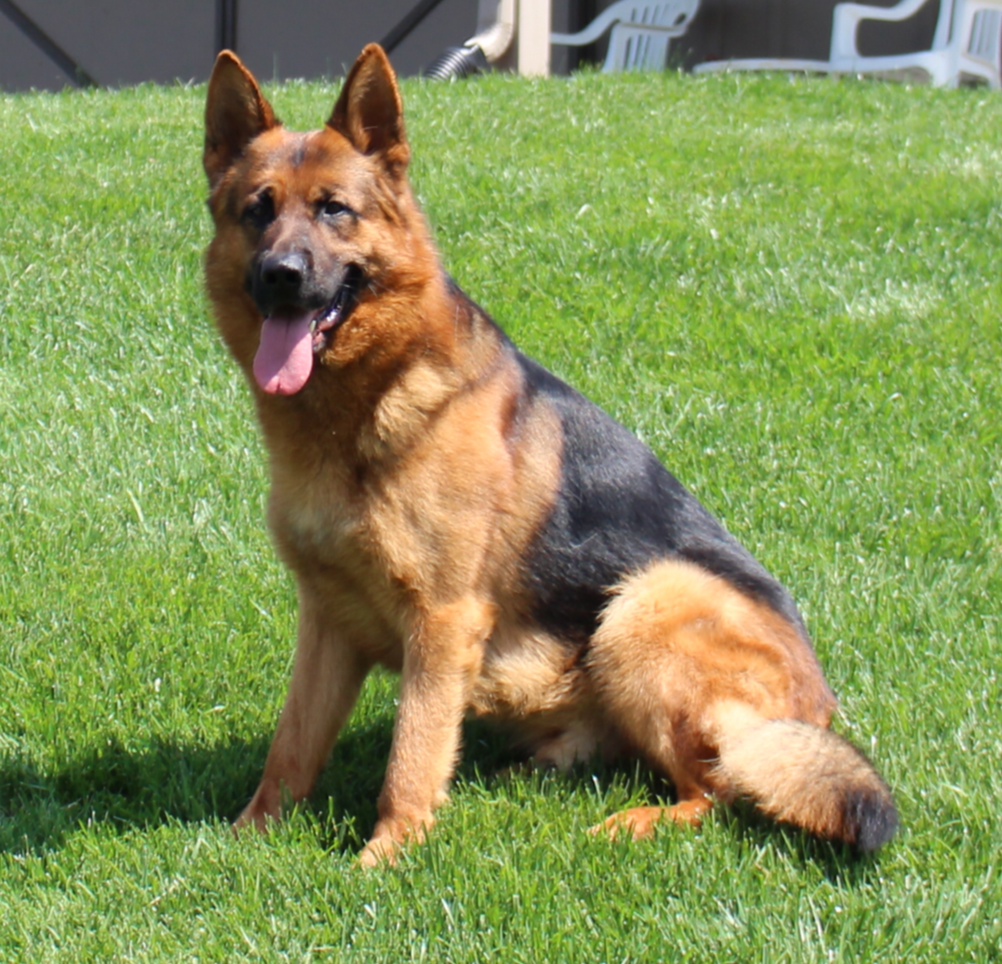 Falco, our new German Shepherd Protection Dog for Sale