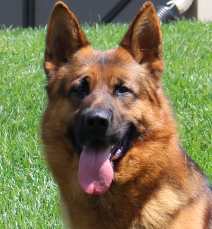 Falco, our new German Shepherd Protection Dog for Sale