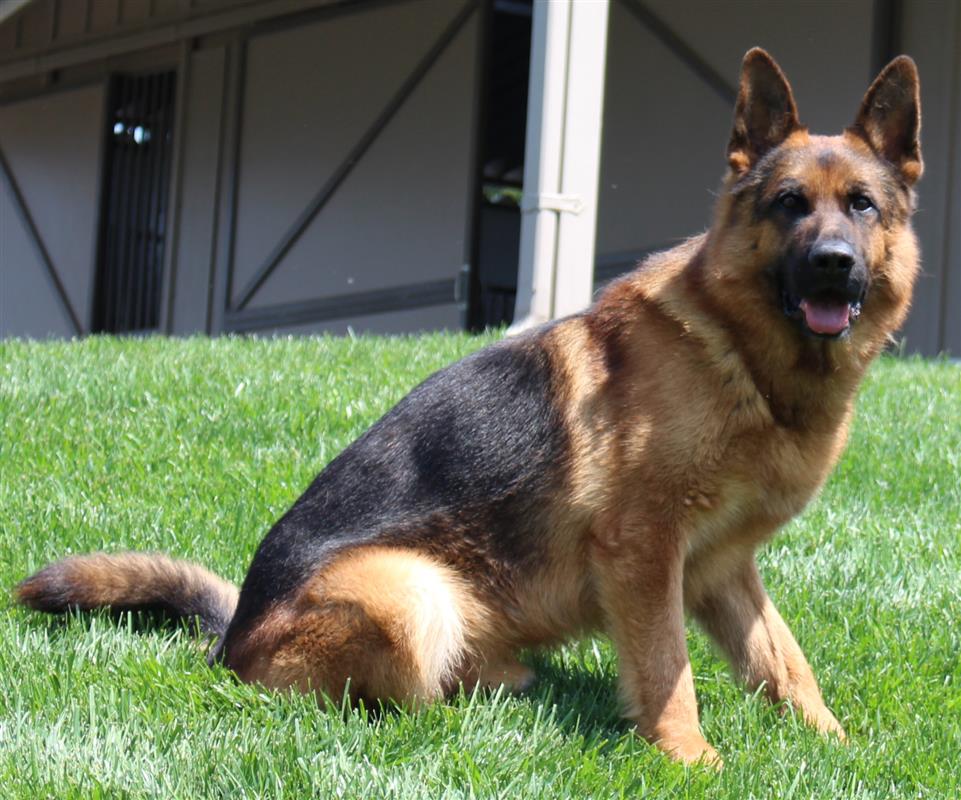 Lasslo Trained German Shepherd Protection Dog for Sale