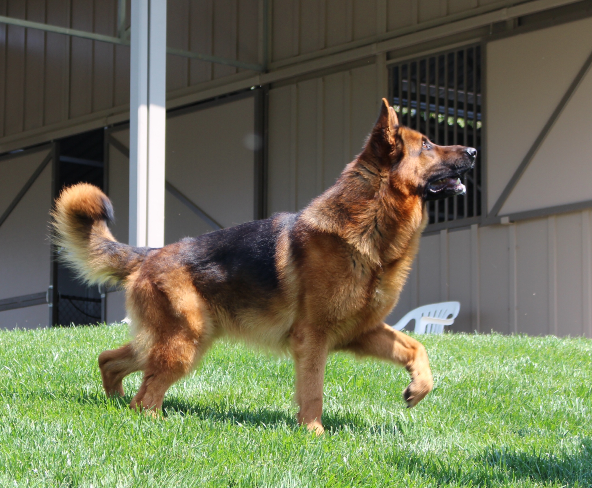 german shepherd back legs not working