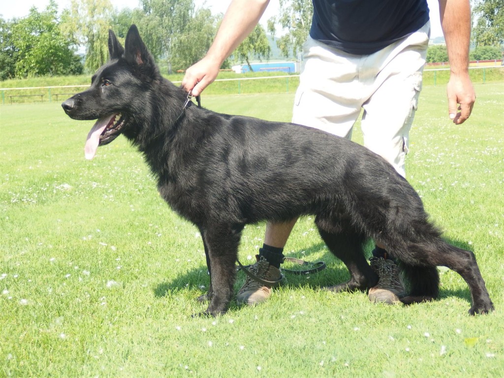 german shepherd guard conan z dubodiela german shepherd protection for sale german shepherd guard conan z dubodiela german shepherd protection for sale
