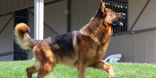 german shepherd protection training near me