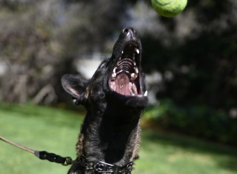 Ball safety with your Protection Dog