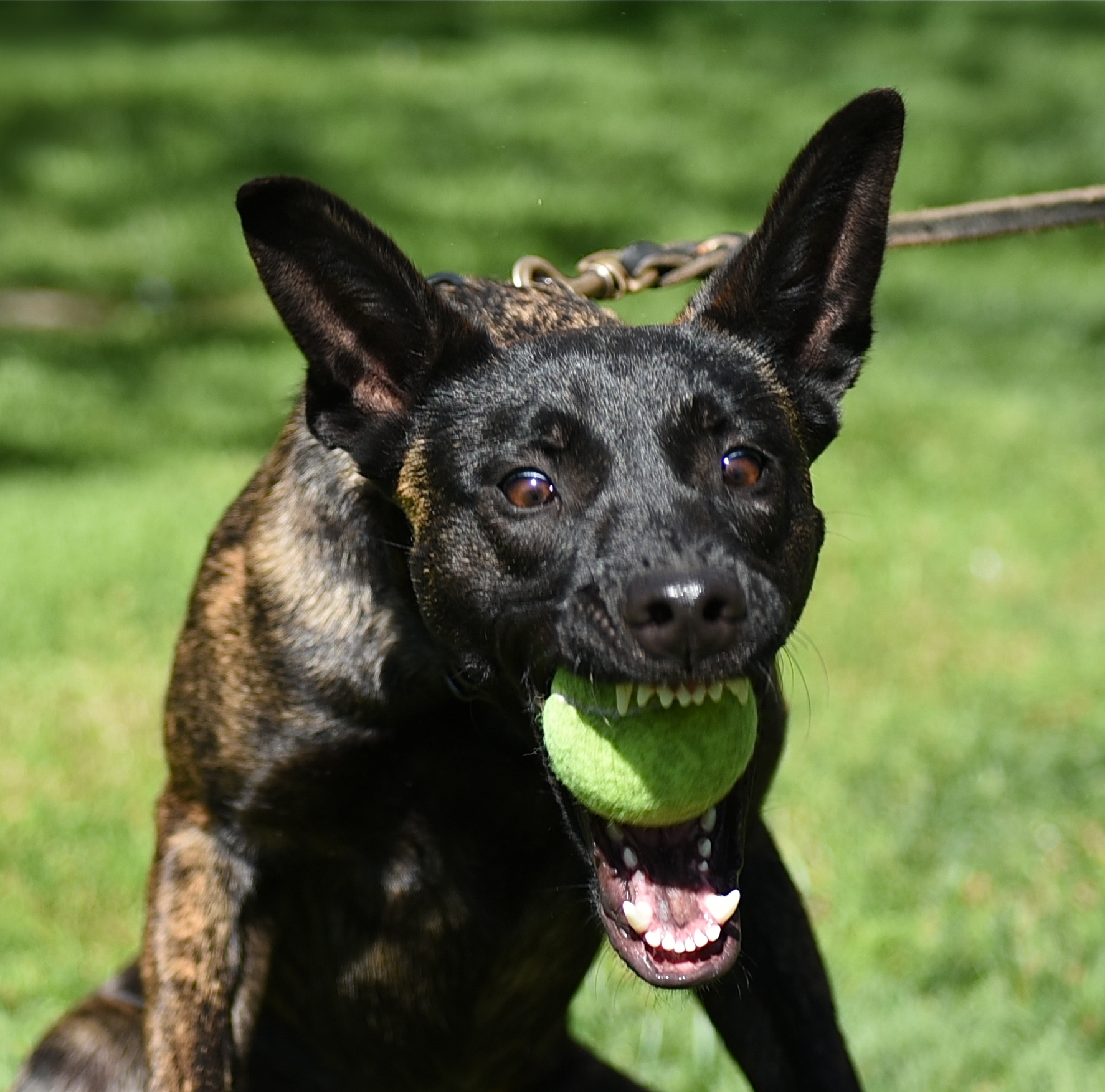 german shepherd tennis ball