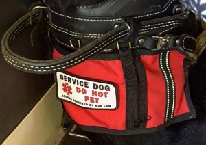 Service Dogs - How to tell the difference